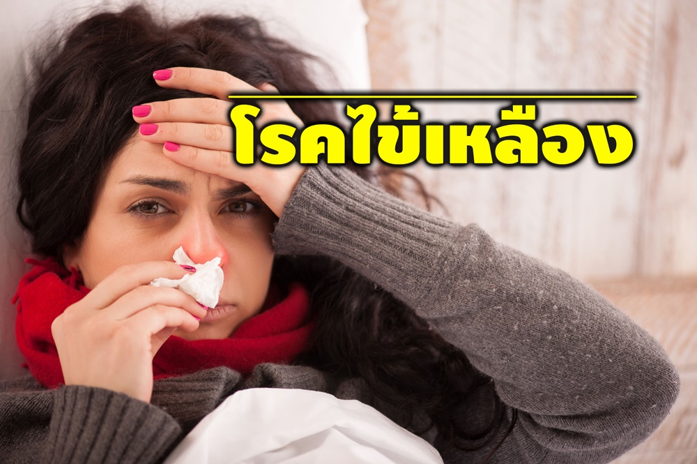 โรคไข้เหลือง thaihealth